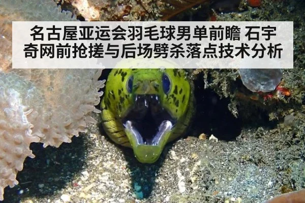 名古屋亚运会羽毛球男单前瞻 石宇奇网前抢搓与后场劈杀落点技术分析